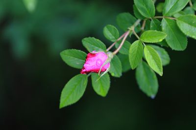 野玫瑰
