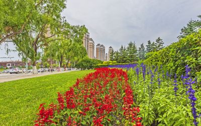 松花江畔的夏天