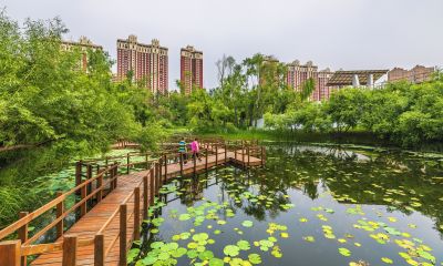 雨阳公园荷塘