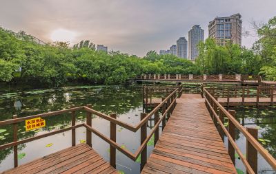 雨阳公园荷塘