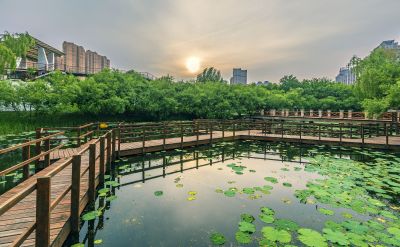 雨阳公园荷塘