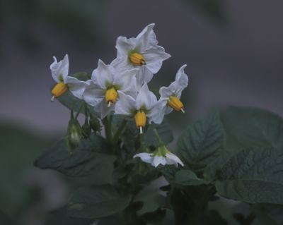 小区夏花2