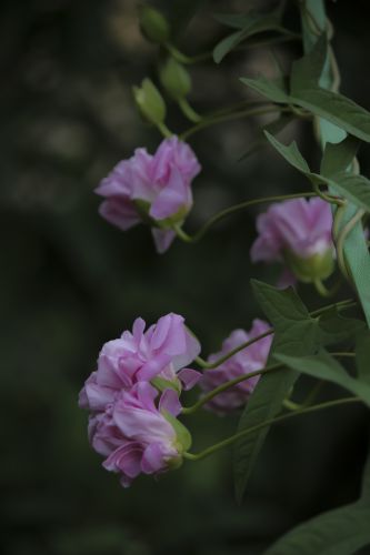 小区夏花2