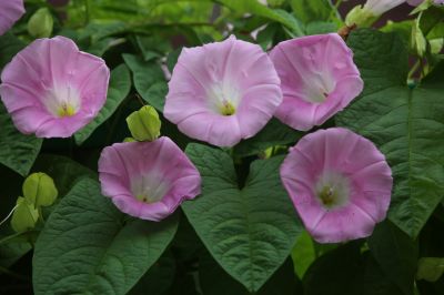小区夏花2