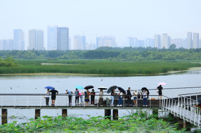 哈尔滨大剧院雨中的湿地