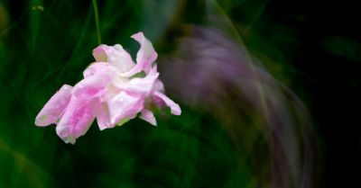 花卉