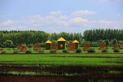 严家岗农场稻田美景