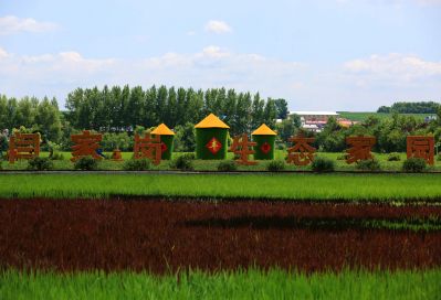 严家岗农场稻田美景