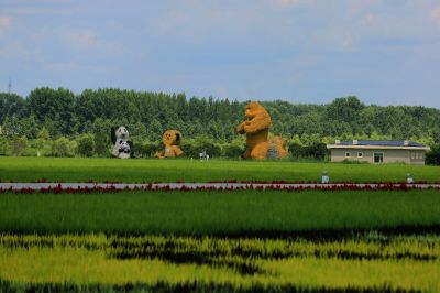 严家岗农场稻田美景