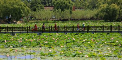 严家岗农场荷花池大美荷塘