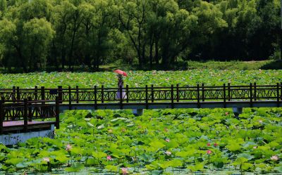 严家岗农场荷花池大美荷塘