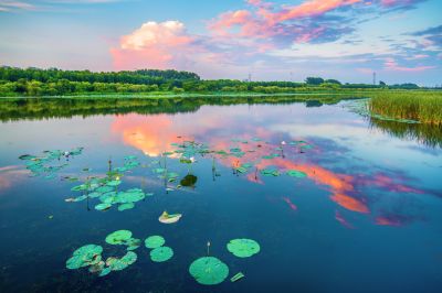 湿地芬芳