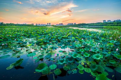 湿地芬芳