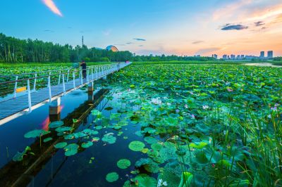 湿地芬芳