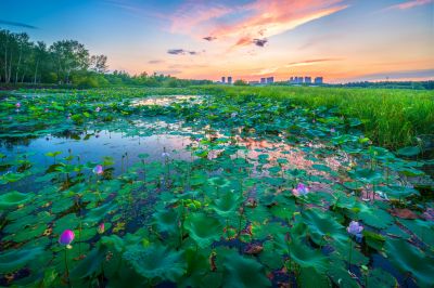 湿地芬芳