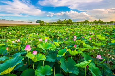 湿地芬芳