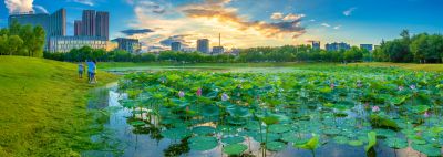 湿地芬芳