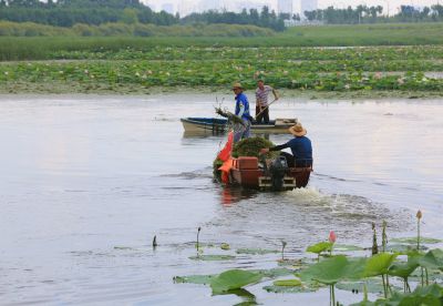 哈尔滨松北湿地清理荷塘