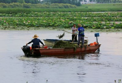 哈尔滨松北湿地清理荷塘