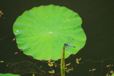 夏日荷塘蜻蜓