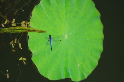 夏日荷塘蜻蜓