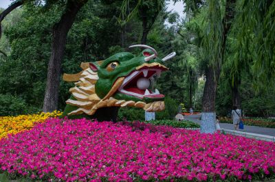 夏日的兆麟公园处处是鲜花