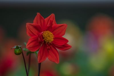 夏日的兆麟公园处处是鲜花