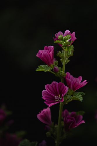 夏日的兆麟公园处处是鲜花