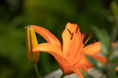 夏日的兆麟公园处处是鲜花