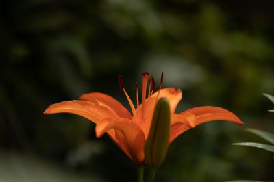 夏日的兆麟公园处处是鲜花