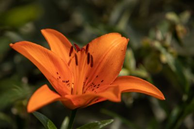 夏日的兆麟公园处处是鲜花