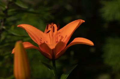 夏日的兆麟公园处处是鲜花