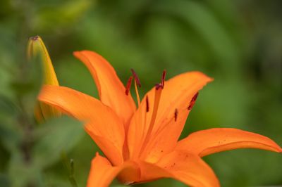 夏日的兆麟公园处处是鲜花