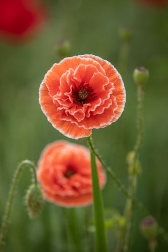 夏日的兆麟公园处处是鲜花
