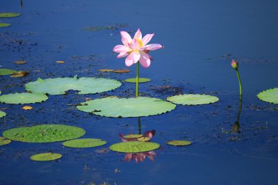 大剧院湿地荷花