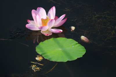 大剧院湿地荷花
