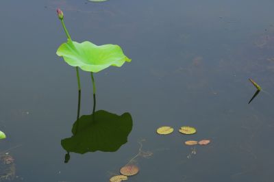 大剧院湿地荷花