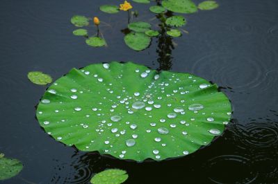 大剧院湿地荷花