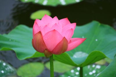 大剧院湿地荷花