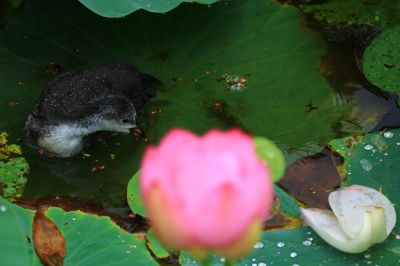 大剧院湿地荷花