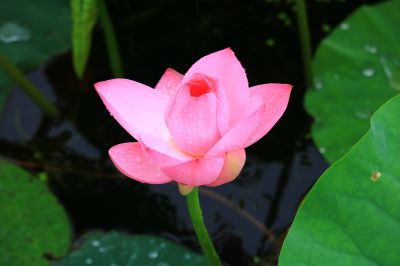 大剧院湿地荷花
