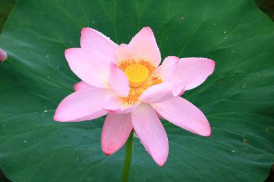 大剧院湿地荷花