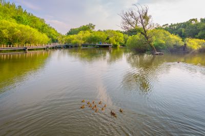 太阳岛上好风光5