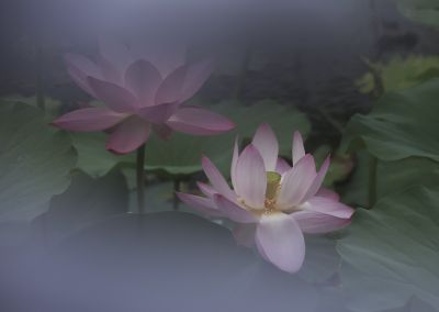 荷花汇2