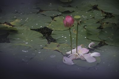 荷花汇2