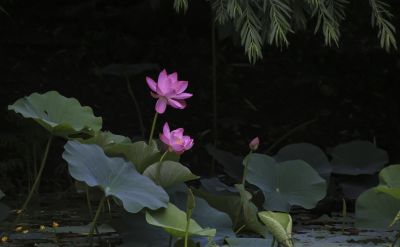 荷花汇2