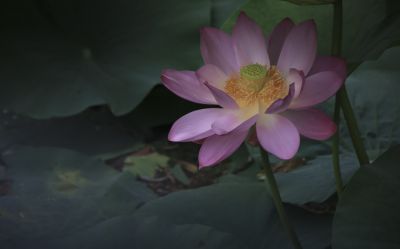 荷花汇2