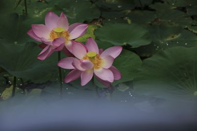 荷花汇2
