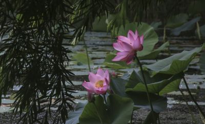 荷花汇2