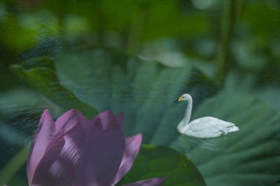 夏日荷花